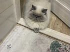 Пердсидская кошка вязка