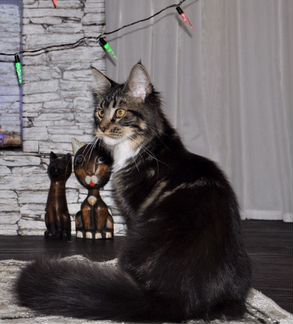 Мейн-кун котенок