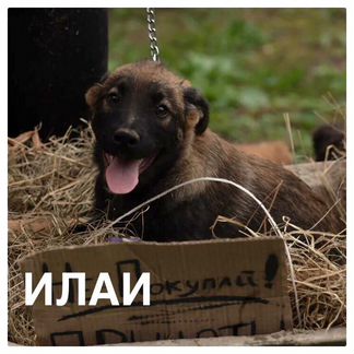 Щенок бесплатно