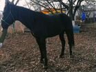 Карачаевская лошадь объявление продам
