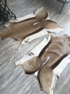 Шкура антилопы
