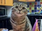 Шотландский кот вязка объявление продам