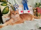 Вязка британский кот ny12 международный чемпион