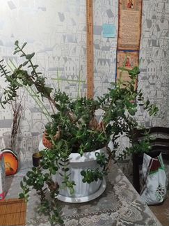 Денежное дерево