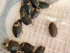 Тараканы чёрная мертвая голова (черный блаберус) объявление продам