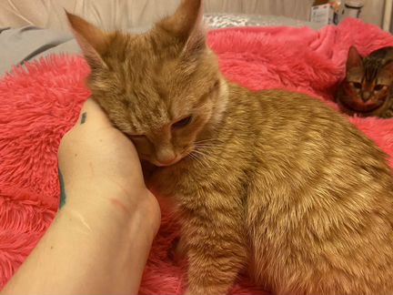 Рыжий котёнок бесплатно