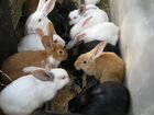 Кролики. Крольчата, крольчихи сукрольные, самцы объявление продам