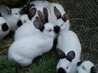 Кролики Калифорнийской породы объявление продам