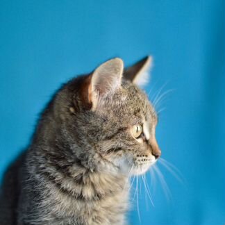 Котенок мальчик в добрые руки