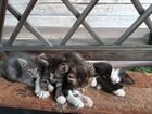 3 котят жду своих хозяев