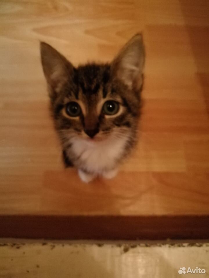 Котенок
