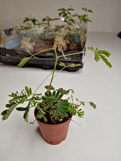 Мимоза стыдливая д6