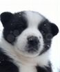 Якутская лайка щенок девочка 1,5 мес объявление продам