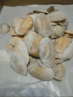 Ракушки для поделок и аквариума