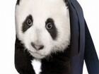 Рюкзак Panda