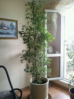 Фикус