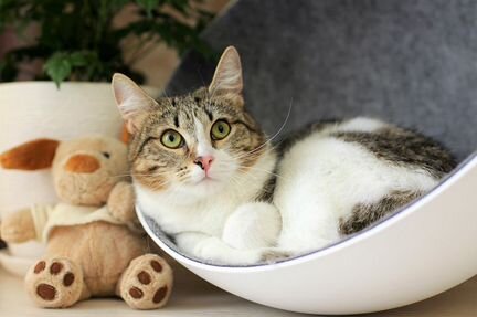 Котенок Лиза ищет дом