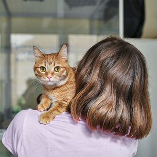 Уход, гостиница, передержка для кошек, зооняня