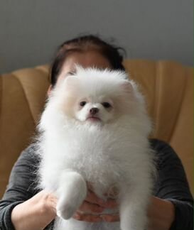 Шпиц щенок
