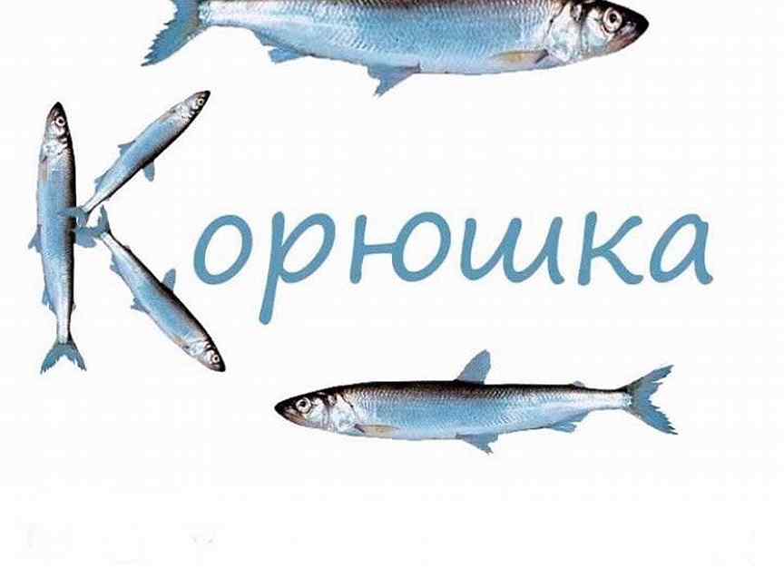 Корюшка транскрипция 5 класс. Корюшка рисунок. Европейская корюшка балтийская. Европейская корюшка балтийская. Европейская корюшка балтийская.