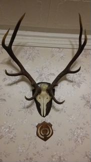 Продаю рога