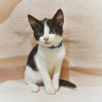 Котенок (девочка, 3 месяца) в дар