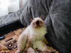 Персидский котенок 7 место бесплатно объявление продам