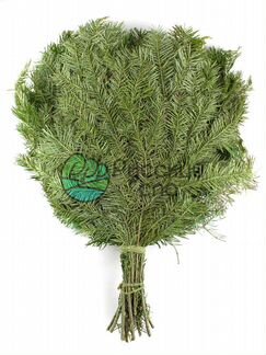 Пихтовый, Можжевеловый, Кедровый веник для бани