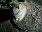 Кошка Мейкун объявление продам