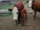 Корова стельная с телятам объявление продам