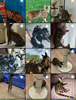 Бенгальские котята