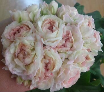 Пеларгонии (герани) Ю Царская Невеста и др