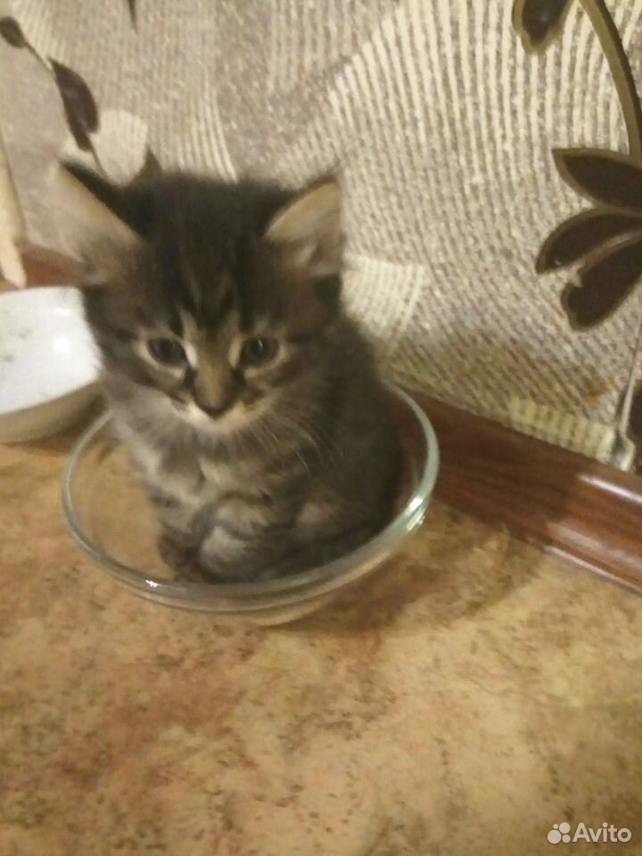 Отдам в добрые руки,котяток возраст чуть больше ме