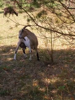 Зааненская дойная коза - фотография № 6