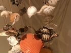 Подвеска из морских ракушек объявление продам