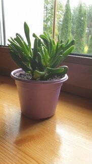 Крассула овата Хоббит