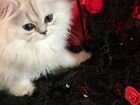 Продаю котят серебристой затушёванной персидской ш
