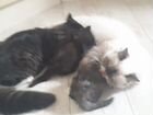 Полуперсидские котята в любящие руки