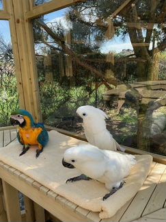 Попугайчики ручные 4 мес