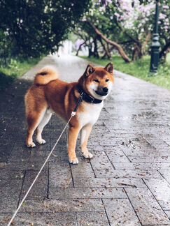 Кобель для вязки