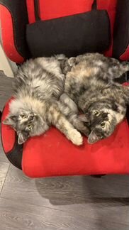 Кошки помогите