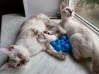 Бенгальские котята Снежного окраса объявление продам
