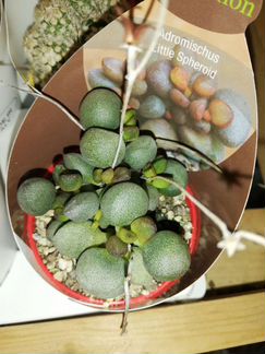 Адромискус Little Spheroid