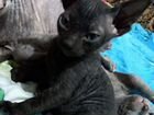 Котята донского сфинкса объявление продам