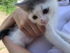 Маленький котенок 1.5-2 месяца