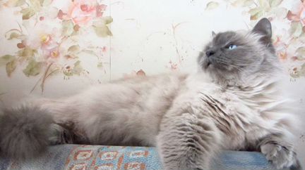 Невская маскарадная