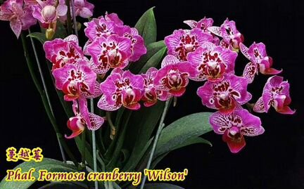 Phal.Formosa Cranberry Wilson