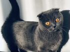 Котята манчкин нестандарт объявление продам