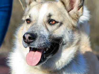 санкт петербург лайка