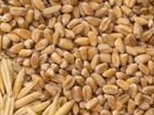 Ячмень, пшеница, кукуруза объявление продам